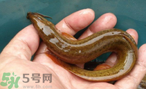 泥鰍死了還能吃嗎？死泥鰍能不能吃？