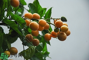 孕婦能吃黃皮果嗎？孕婦吃黃皮果好嗎？