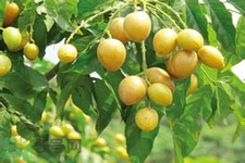 黃皮果是熱性還是涼性？黃皮果是涼性嗎？