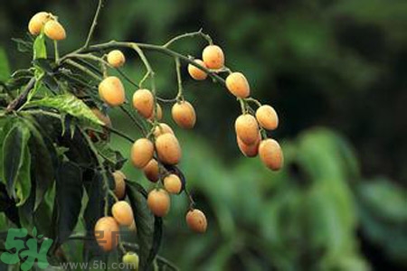 黃皮果是酸性還是堿性？黃皮果是堿性嗎？