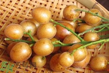 黃皮果是不是發(fā)物？黃皮果是發(fā)物嗎？