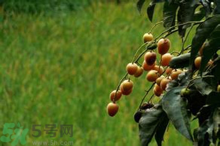 黃皮果果核可以吃嗎？黃皮果果核有什么功效？