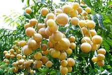 黃皮果果核可以吃嗎？黃皮果果核有什么功效？