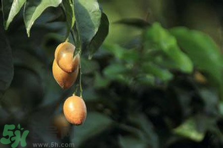 黃皮果果核可以吃嗎？黃皮果果核有什么功效？