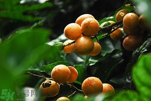 孕婦能吃黃皮果嗎？孕婦吃黃皮果好嗎？