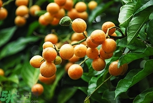 孕婦能吃黃皮果嗎？孕婦吃黃皮果好嗎？