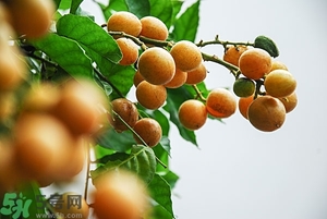 孕婦能吃黃皮果嗎？孕婦吃黃皮果好嗎？