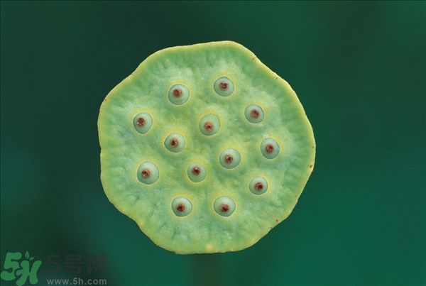 蓮蓬是什么東西？蓮蓬是什么顏色的？