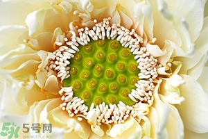 蓮蓬是什么東西？蓮蓬是什么顏色的？