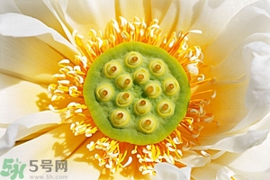 蓮蓬可以多吃嗎？蓮子吃多了會(huì)怎樣？