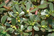 馬齒莧是不是發(fā)物？馬齒莧是發(fā)物嗎？