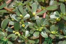 馬齒莧是酸性還是堿性？馬齒莧是堿性嗎？