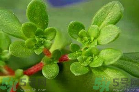 馬齒莧是酸性還是堿性？馬齒莧是堿性嗎？