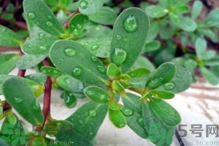 馬齒莧是酸性還是堿性？馬齒莧是堿性嗎？