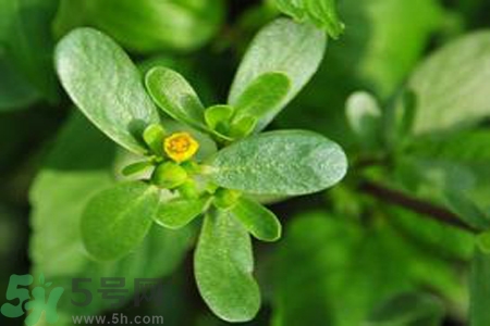 馬齒莧能治療扁平疣嗎？馬齒莧怎么治療扁平疣？