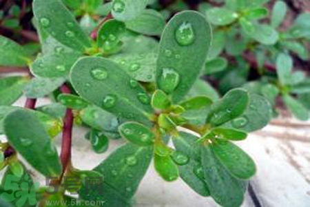 馬齒莧能治療扁平疣嗎？馬齒莧怎么治療扁平疣？