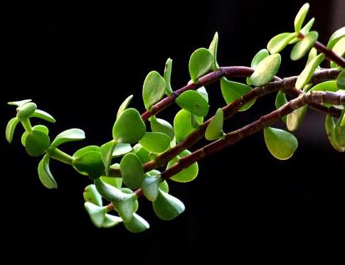 馬齒莧可以治療濕疹嗎？馬齒莧怎么治療濕疹？