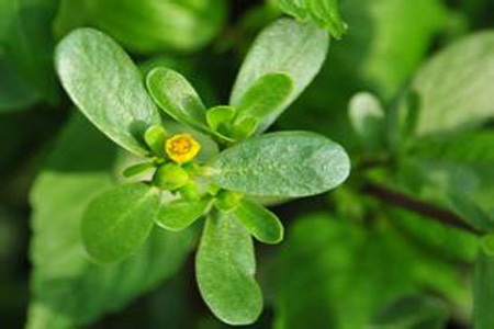 馬齒莧可以治療濕疹嗎？馬齒莧怎么治療濕疹？