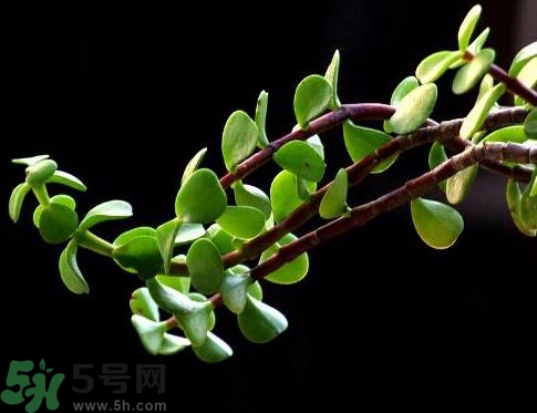 馬齒莧可以去痘痘嗎？馬齒莧敷臉去痘痘有什么副作用嗎？