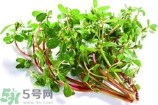 馬齒莧可以去痘痘嗎？馬齒莧敷臉去痘痘有什么副作用嗎？