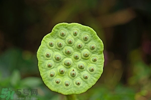 蓮蓬可以多吃嗎？蓮子吃多了會(huì)怎樣？