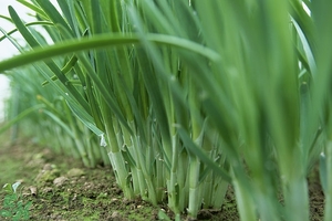 吃韭菜能減肥嗎？韭菜的功效與作用