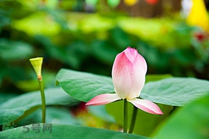 蓮蓬可以多吃嗎？蓮子吃多了會(huì)怎樣？