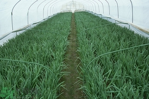 吃韭菜能減肥嗎？韭菜的功效與作用