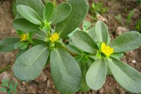 馬齒莧不能和什么一起吃？馬齒莧的食用禁忌