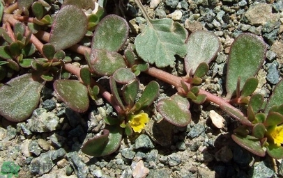 馬齒莧不能和什么一起吃？馬齒莧的食用禁忌