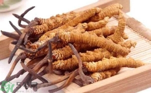 冬蟲夏草是怎么形成的？冬蟲夏草是蟲子嗎？