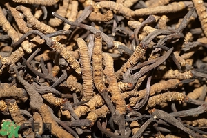 冬蟲夏草是怎么形成的？冬蟲夏草是蟲子嗎？