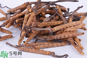 冬蟲夏草是怎么形成的？冬蟲夏草是蟲子嗎？