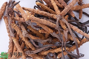 冬蟲夏草是怎么形成的？冬蟲夏草是蟲子嗎？