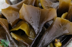 海帶上有黑點(diǎn)能吃嗎?海帶上有黑點(diǎn)可以吃嗎? 海帶上有黑點(diǎn)能吃嗎?海帶上有黑點(diǎn)可以吃嗎?