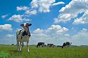 羊奶和牛奶哪個(gè)營(yíng)養(yǎng)高?牛奶與羊奶哪個(gè)營(yíng)養(yǎng)更好？