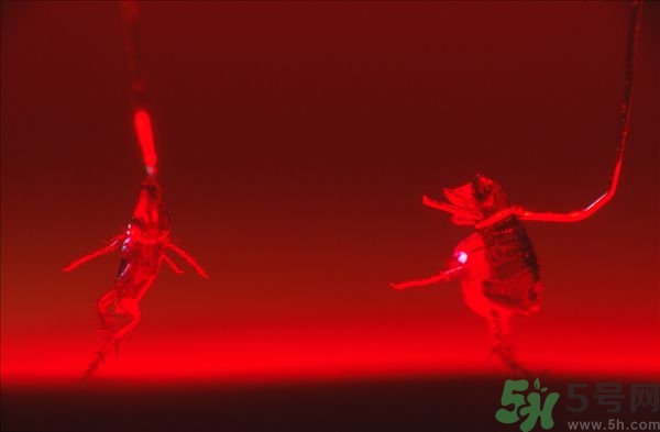 家里有跳蚤怎么快速去除？屋里有跳蚤怎么消滅掉？