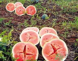 如何辨別催熟的西瓜？催熟的西瓜是什么樣的？