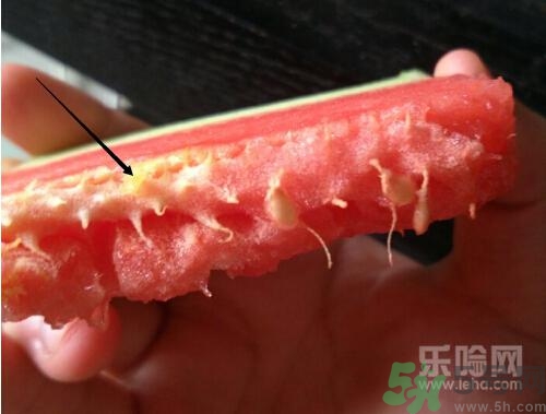 如何辨別催熟的西瓜？催熟的西瓜是什么樣的？