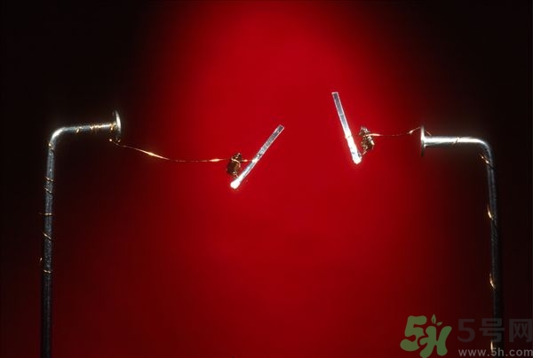 家里有跳蚤怎么快速去除？屋里有跳蚤怎么消滅掉？