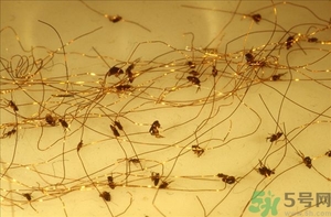 家里有跳蚤怎么快速去除？屋里有跳蚤怎么消滅掉？