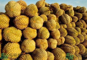 榴蓮能放冰箱嗎？榴蓮放在冰箱能保存幾天？