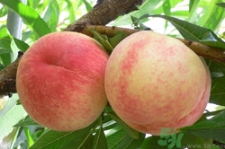 吃水蜜桃會(huì)過敏嗎?水蜜桃過敏怎么辦