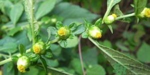 鹿活草真的有嗎？鹿活草貴嗎鹿活草哪里有？