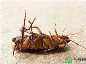 家里有蟑螂怎么辦能除根嗎？家里有蟑螂怎樣能徹底消滅？