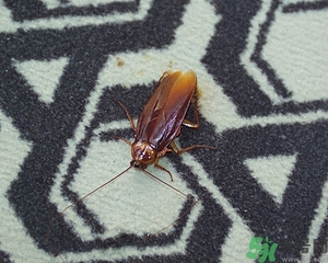 家里有蟑螂怎么辦能除根嗎？家里有蟑螂怎樣能徹底消滅？