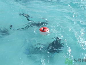 懷孕能浮潛嗎？什么人不適合潛水？