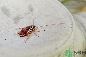 家里有蟑螂怎么辦能除根嗎？家里有蟑螂怎樣能徹底消滅？