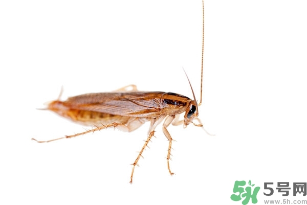 家里有蟑螂怎么辦能除根嗎？家里有蟑螂怎樣能徹底消滅？