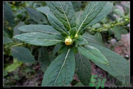 鹿活草多少錢？鹿活草有什么用？